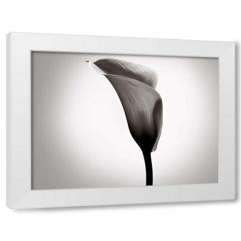Calla Lily Studies II White Modern Wood Framed Art Print by McLoughlin, James