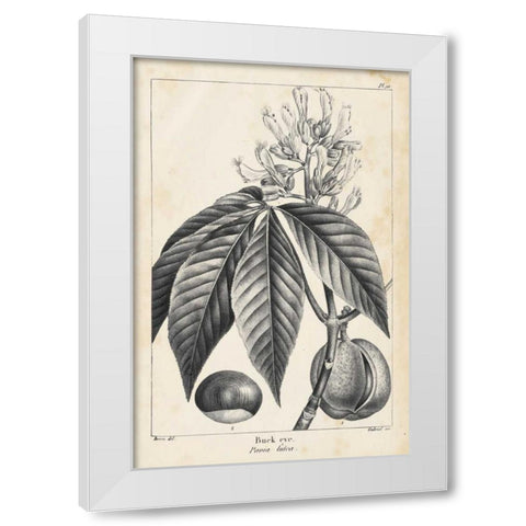 Vintage Buckeye Tree White Modern Wood Framed Art Print by Nuttall, Thomas