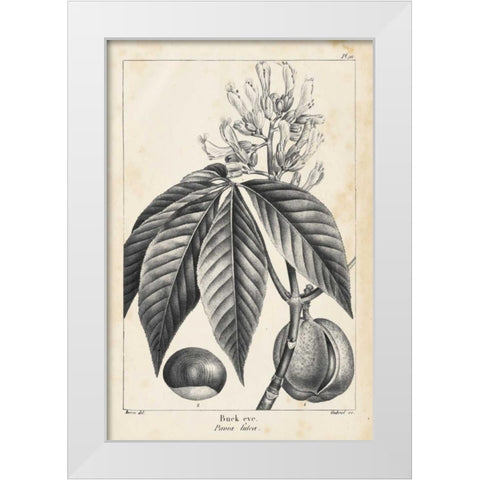 Vintage Buckeye Tree White Modern Wood Framed Art Print by Nuttall, Thomas