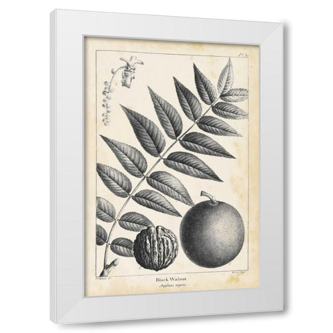 Vintage Black Walnut Tree White Modern Wood Framed Art Print by Nuttall, Thomas