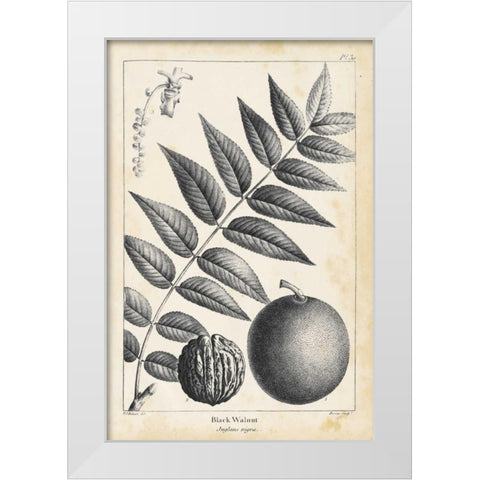 Vintage Black Walnut Tree White Modern Wood Framed Art Print by Nuttall, Thomas