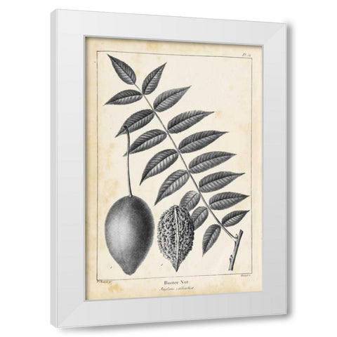 Vintage Butternut Tree White Modern Wood Framed Art Print by Nuttall, Thomas