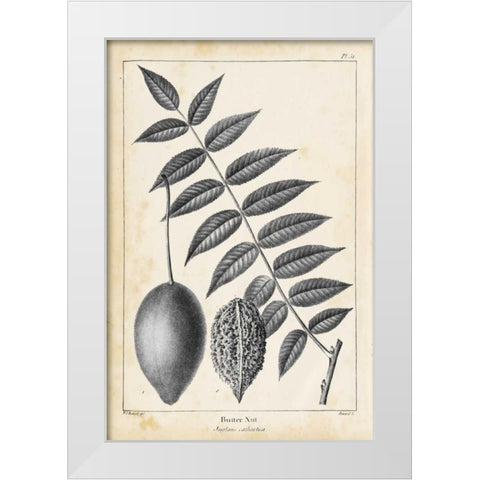 Vintage Butternut Tree White Modern Wood Framed Art Print by Nuttall, Thomas