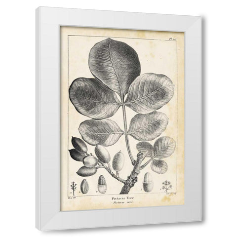 Vintage Pistachio Tree White Modern Wood Framed Art Print by Nuttall, Thomas