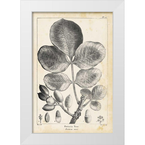 Vintage Pistachio Tree White Modern Wood Framed Art Print by Nuttall, Thomas
