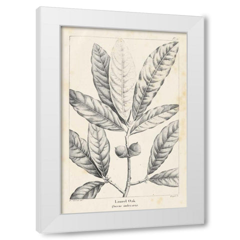 Vintage Laurel Oak Tree White Modern Wood Framed Art Print by Nuttall, Thomas