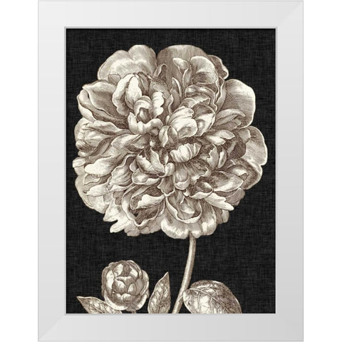 Dramatic Peony II White Modern Wood Framed Art Print by Vision Studio