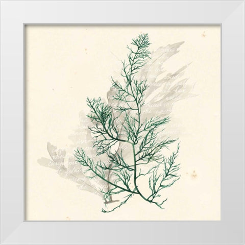 Vivid Algae IV White Modern Wood Framed Art Print by Popp, Grace