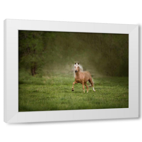 Horse in the Field II White Modern Wood Framed Art Print by Sturgeon, Ozana