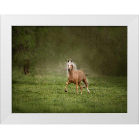 Horse in the Field II White Modern Wood Framed Art Print by Sturgeon, Ozana