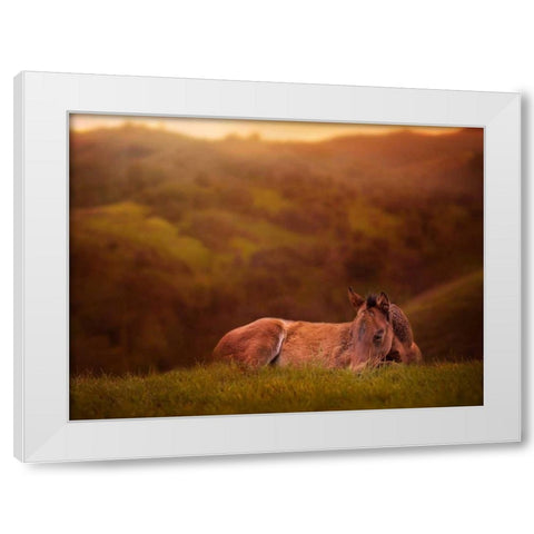 Foal in the Field I White Modern Wood Framed Art Print by Sturgeon, Ozana