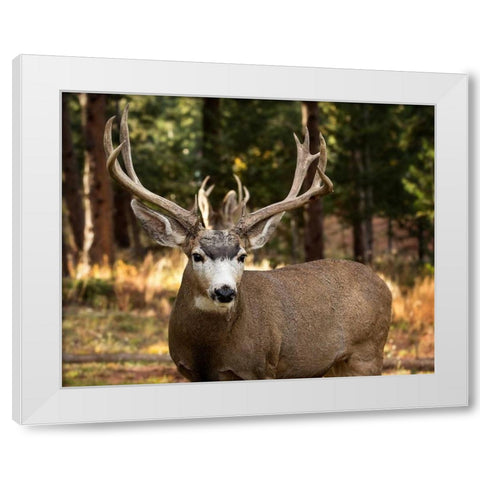 Deer Watch I White Modern Wood Framed Art Print by Sturgeon, Ozana