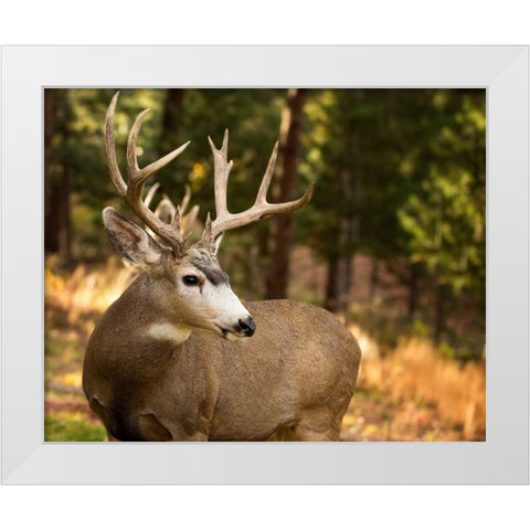 Deer Watch II White Modern Wood Framed Art Print by Sturgeon, Ozana