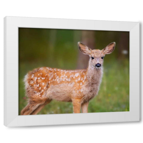 Deer Watch III White Modern Wood Framed Art Print by Sturgeon, Ozana