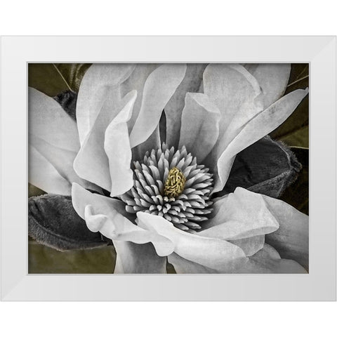 Custom Classic Magnolia II (ASH) White Modern Wood Framed Art Print by Perry, Rachel
