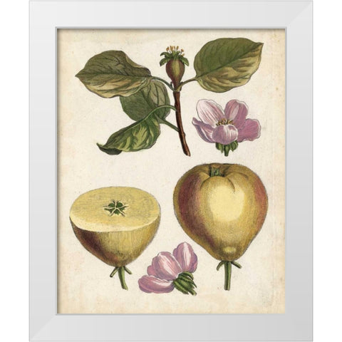 Antique Pear Study IV White Modern Wood Framed Art Print by Unknown