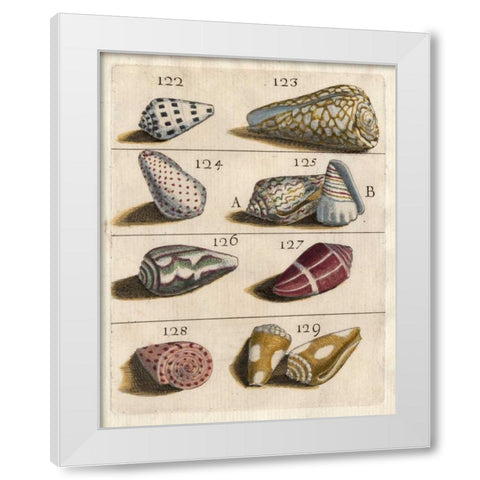 Shell Collection I White Modern Wood Framed Art Print by Unknown