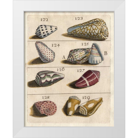 Shell Collection I White Modern Wood Framed Art Print by Unknown
