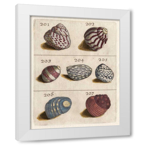 Shell Collection II White Modern Wood Framed Art Print by Unknown