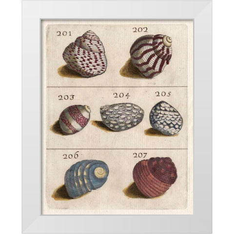 Shell Collection II White Modern Wood Framed Art Print by Unknown