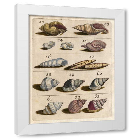 Shell Collection III White Modern Wood Framed Art Print by Unknown