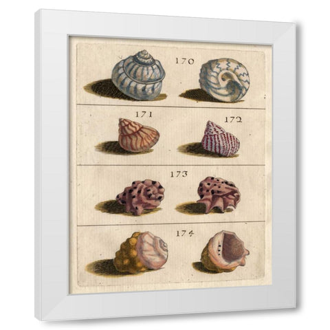 Shell Collection IV White Modern Wood Framed Art Print by Unknown