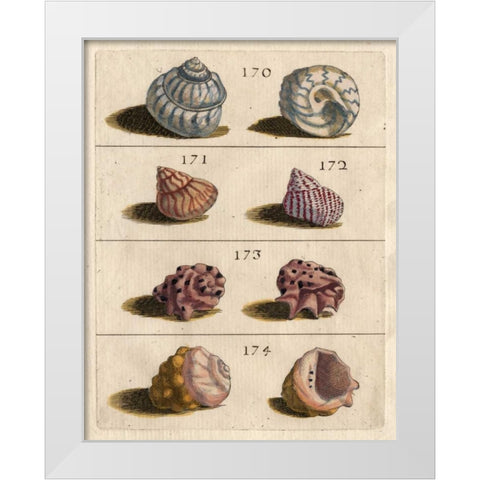 Shell Collection IV White Modern Wood Framed Art Print by Unknown