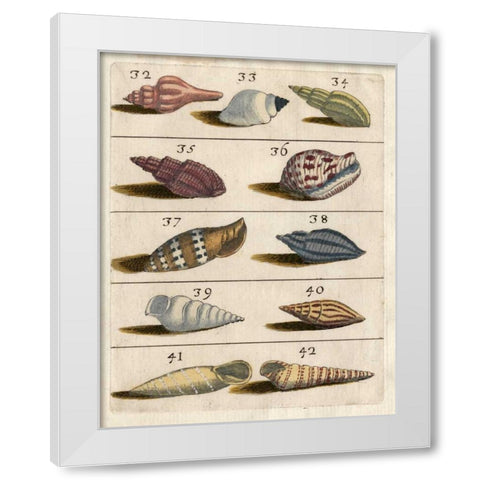 Shell Collection V White Modern Wood Framed Art Print by Unknown