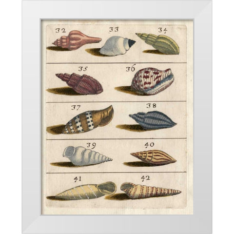Shell Collection V White Modern Wood Framed Art Print by Unknown