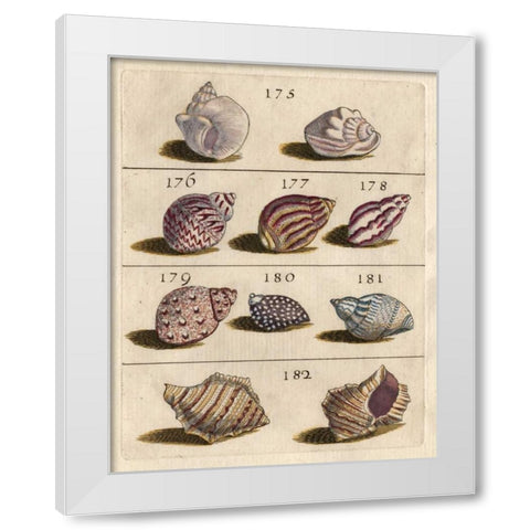 Shell Collection VI White Modern Wood Framed Art Print by Unknown