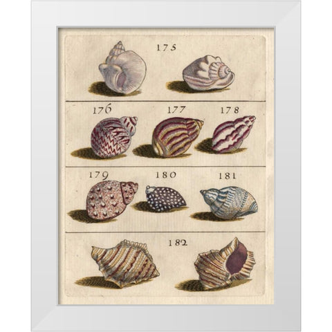 Shell Collection VI White Modern Wood Framed Art Print by Unknown
