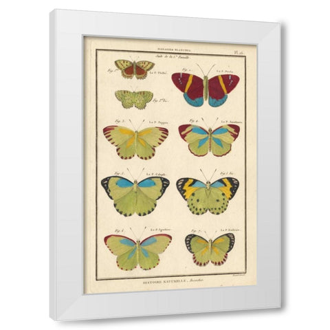 Histoire Naturelle Butterflies II White Modern Wood Framed Art Print by Unknown