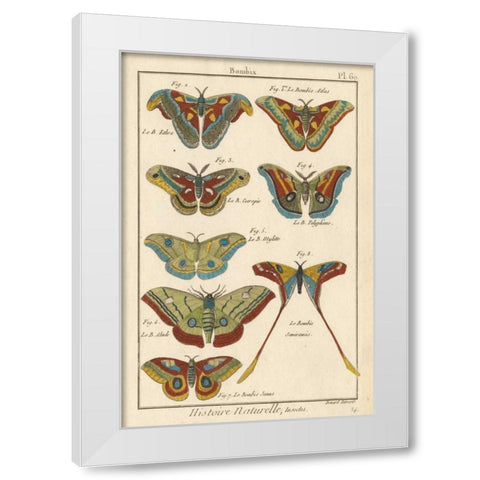 Histoire Naturelle Butterflies III White Modern Wood Framed Art Print by Unknown