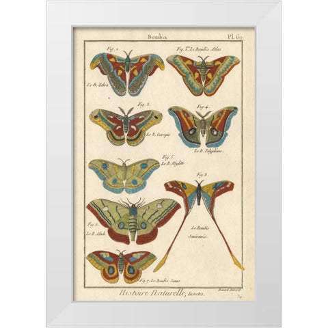 Histoire Naturelle Butterflies III White Modern Wood Framed Art Print by Unknown