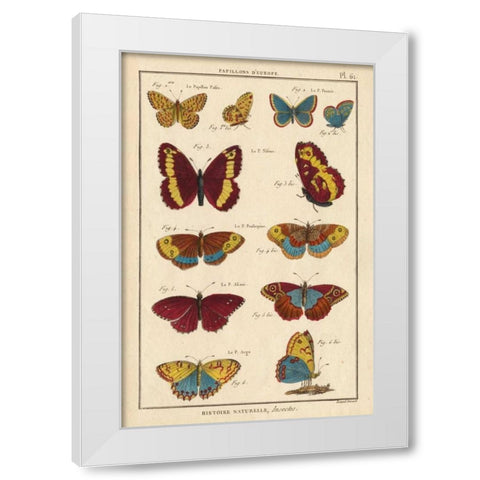 Histoire Naturelle Butterflies IV White Modern Wood Framed Art Print by Unknown