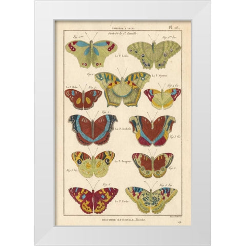 Histoire Naturelle Butterflies V White Modern Wood Framed Art Print by Unknown