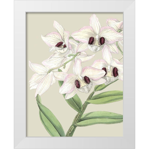 Custom Orchid Blooms II (ASH) White Modern Wood Framed Art Print by Vision Studio