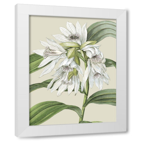 Custom Orchid Blooms III (ASH) White Modern Wood Framed Art Print by Vision Studio