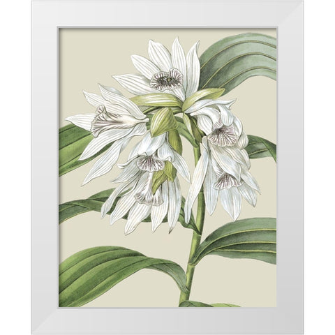 Custom Orchid Blooms III (ASH) White Modern Wood Framed Art Print by Vision Studio