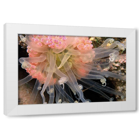 Ballerina - Thailand White Modern Wood Framed Art Print by Factor, Beverly