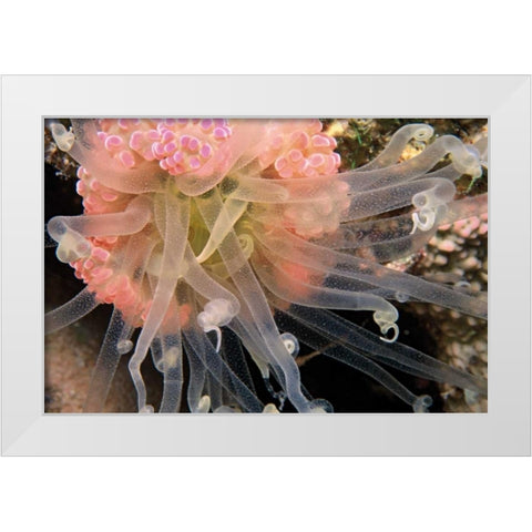 Ballerina - Thailand White Modern Wood Framed Art Print by Factor, Beverly