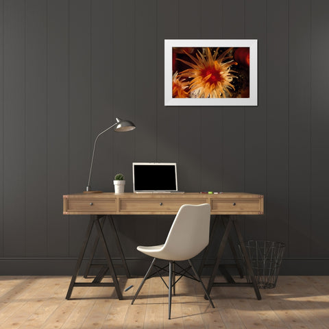 Bewitched - Menado, Indonesia White Modern Wood Framed Art Print by Factor, Beverly