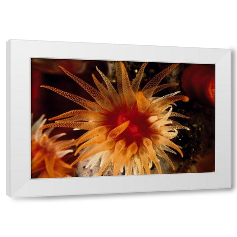 Bewitched - Menado, Indonesia White Modern Wood Framed Art Print by Factor, Beverly