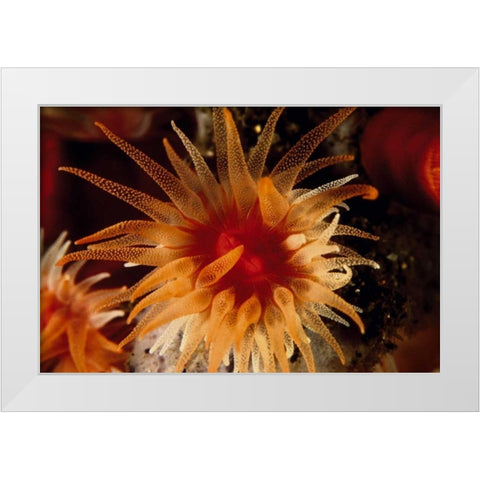 Bewitched - Menado, Indonesia White Modern Wood Framed Art Print by Factor, Beverly