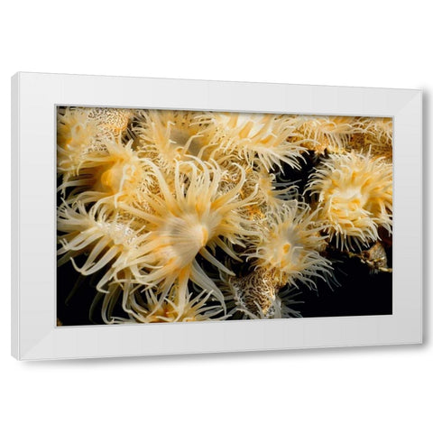 Flowering Desire - Thailand White Modern Wood Framed Art Print by Factor, Beverly