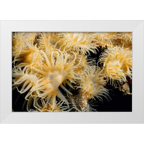 Flowering Desire - Thailand White Modern Wood Framed Art Print by Factor, Beverly