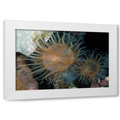 Flowering Grace - Indonesia White Modern Wood Framed Art Print by Factor, Beverly