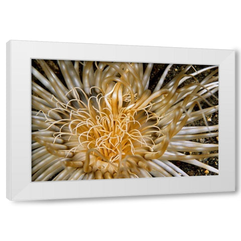 Pure Dazzle - N. Sulawesi, Indonesia White Modern Wood Framed Art Print by Factor, Beverly