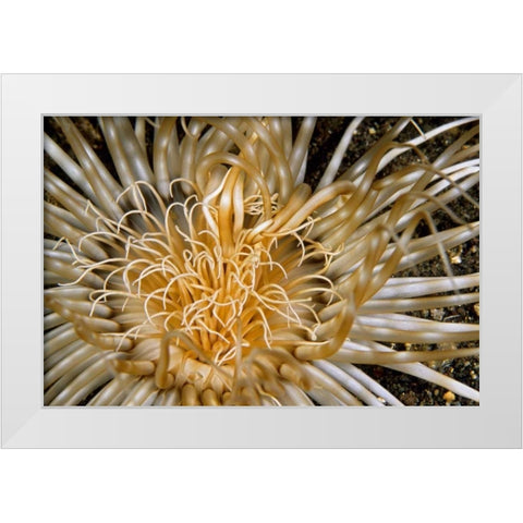 Pure Dazzle - N. Sulawesi, Indonesia White Modern Wood Framed Art Print by Factor, Beverly