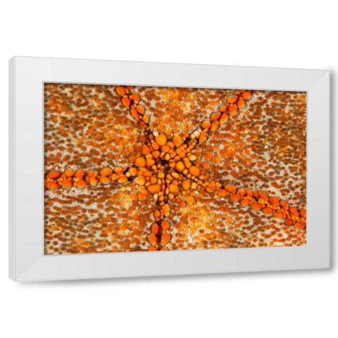 Orange Star - N. Sulawesi, Indonesia White Modern Wood Framed Art Print by Factor, Beverly